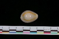 藏品(金環寶螺)的圖片